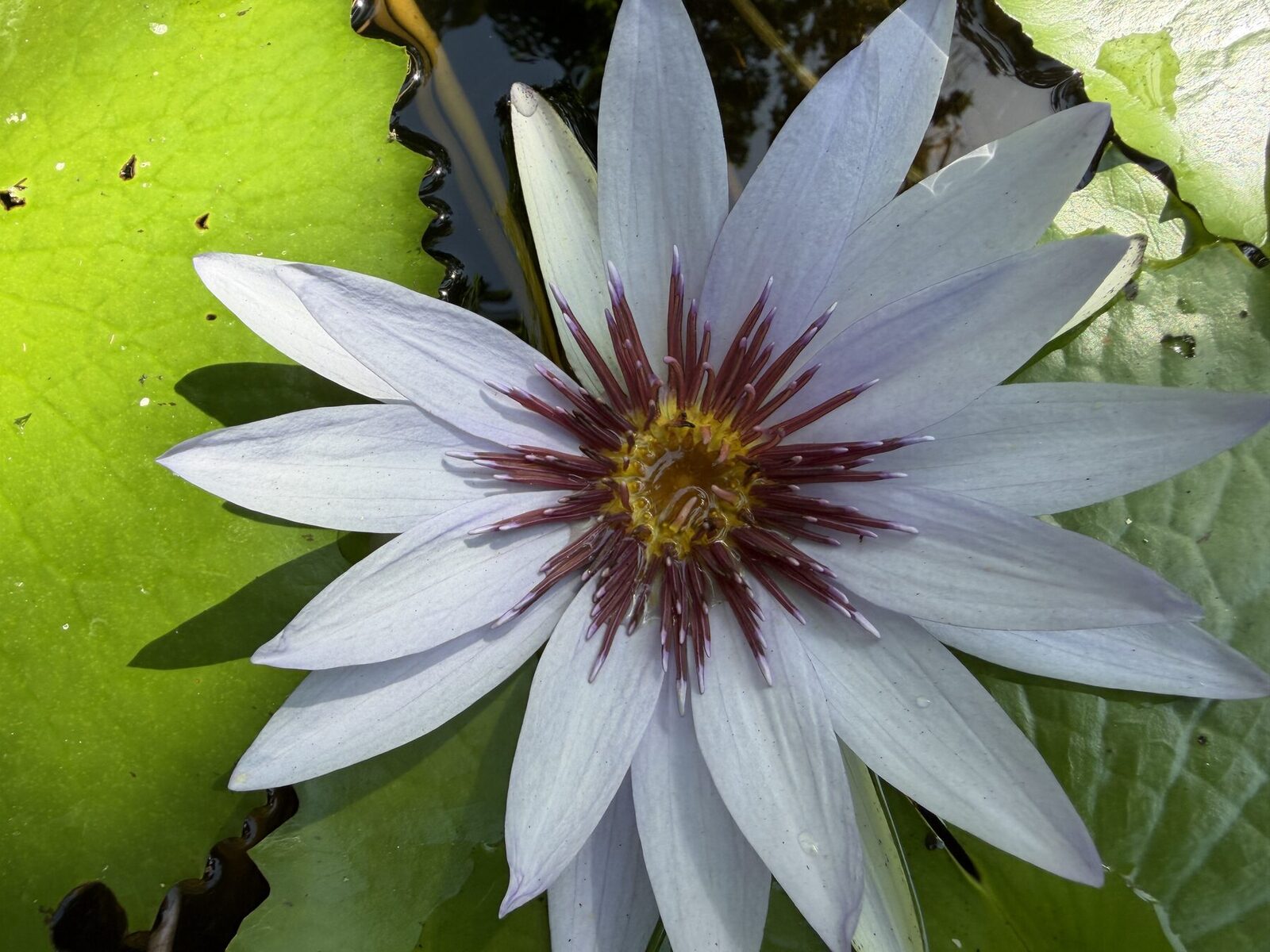 Turn plant knowledge into decisions and positive impact.