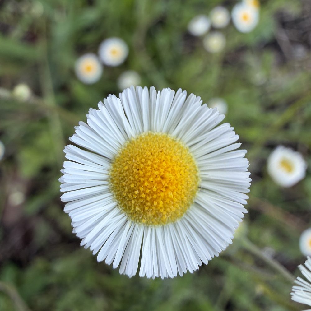 The daisy flower head: a character that marks the Asteraceae family