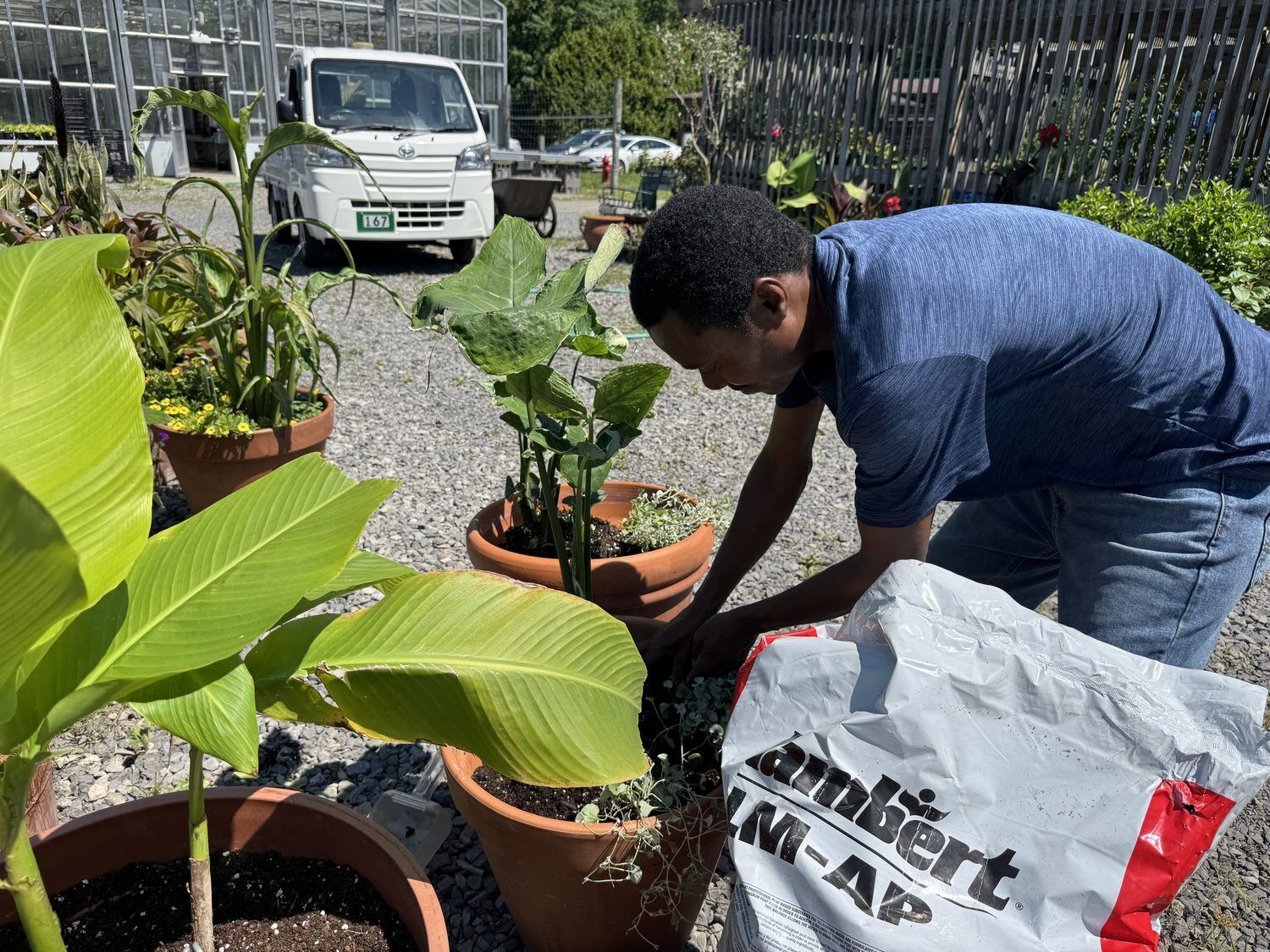Growing plants and reforestation for restoration