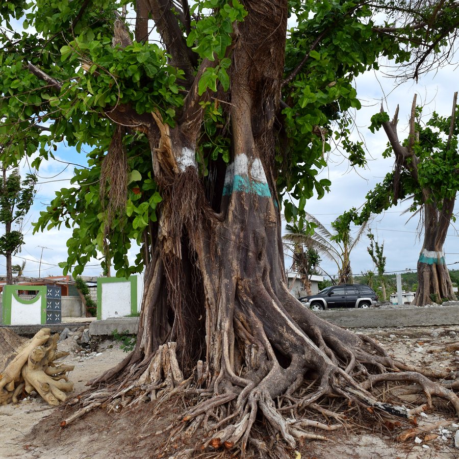 Roots