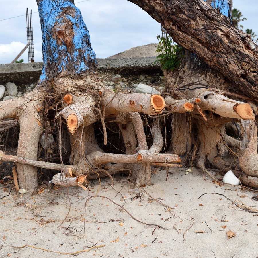 The root parts