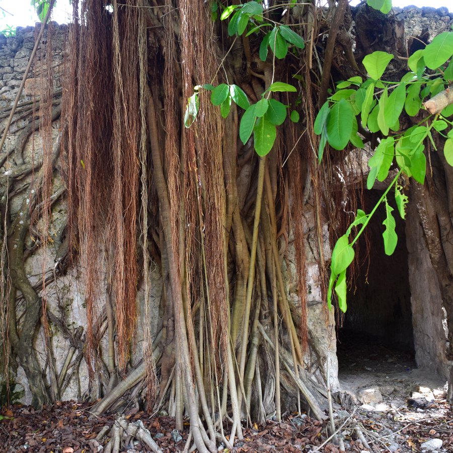 Specialized roots