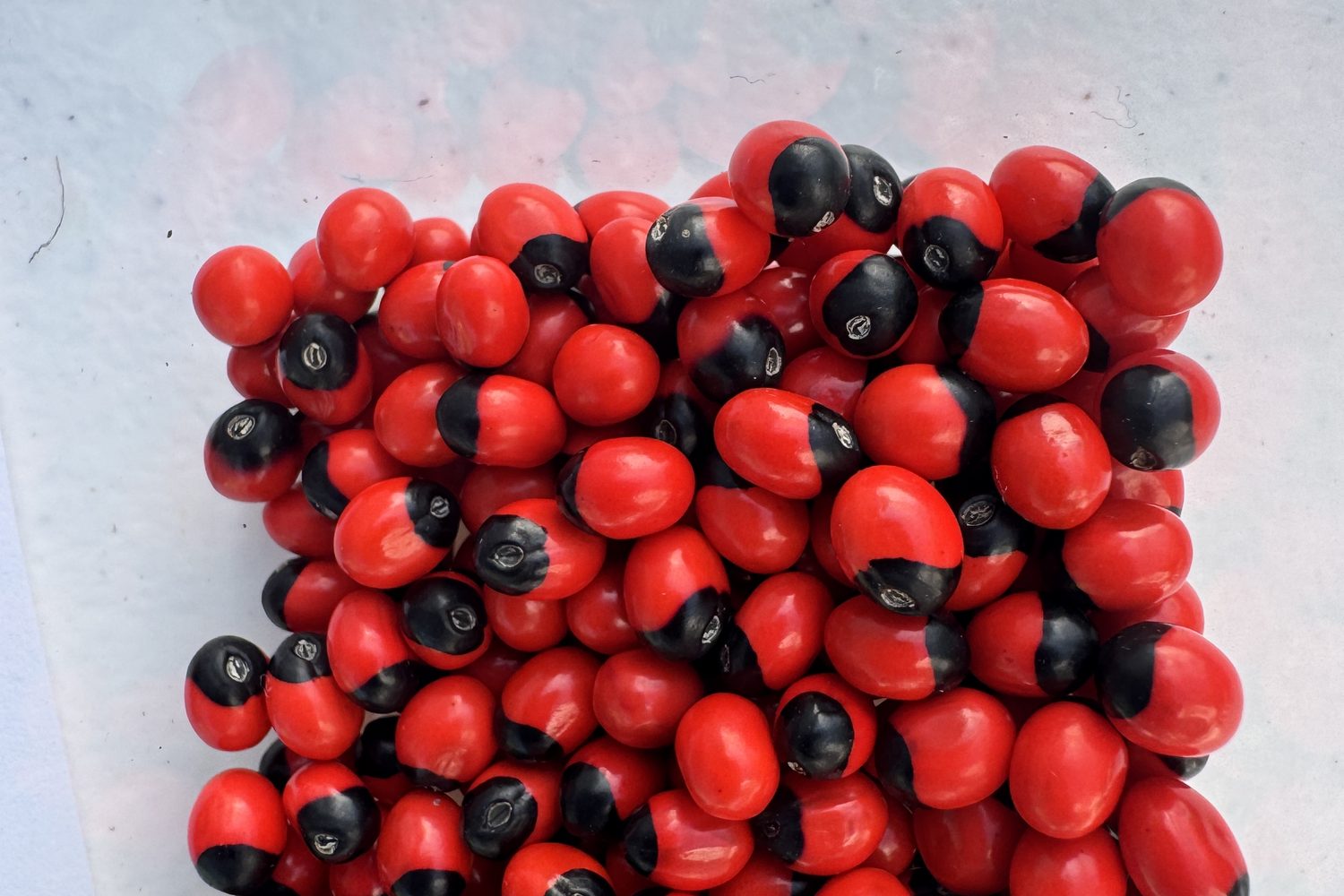 Seed