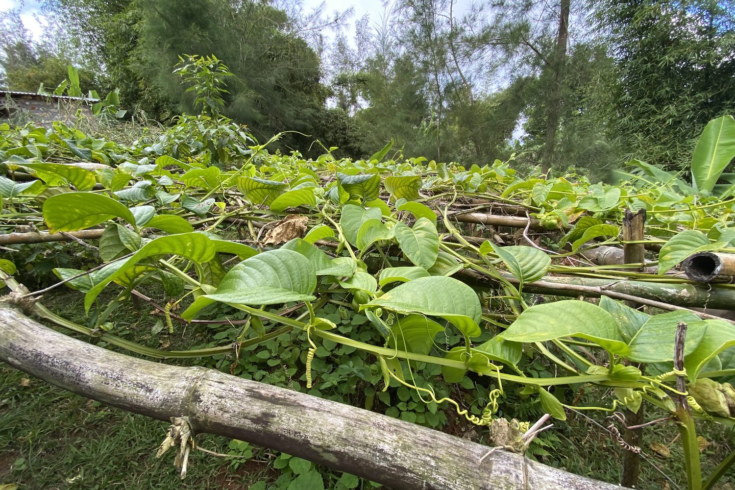 Stem