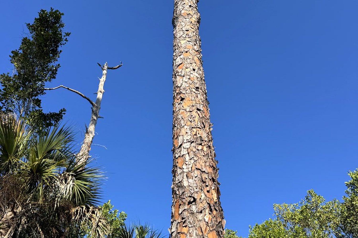 Erect stem