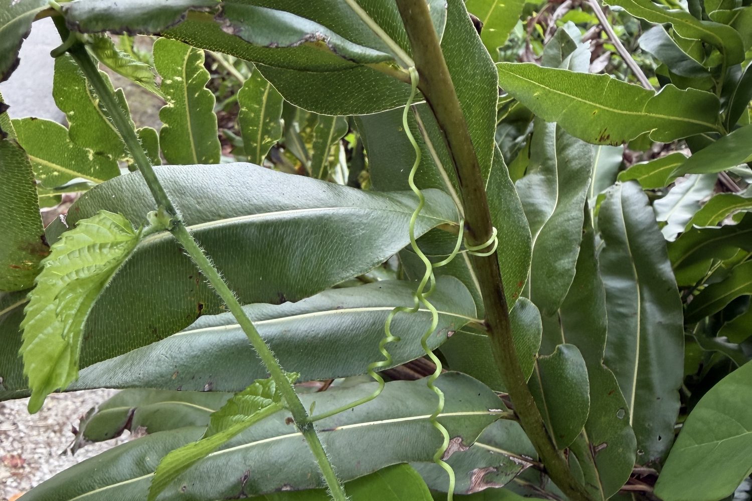 Climbing stem
