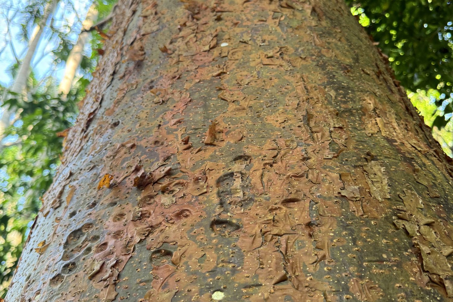 Stem