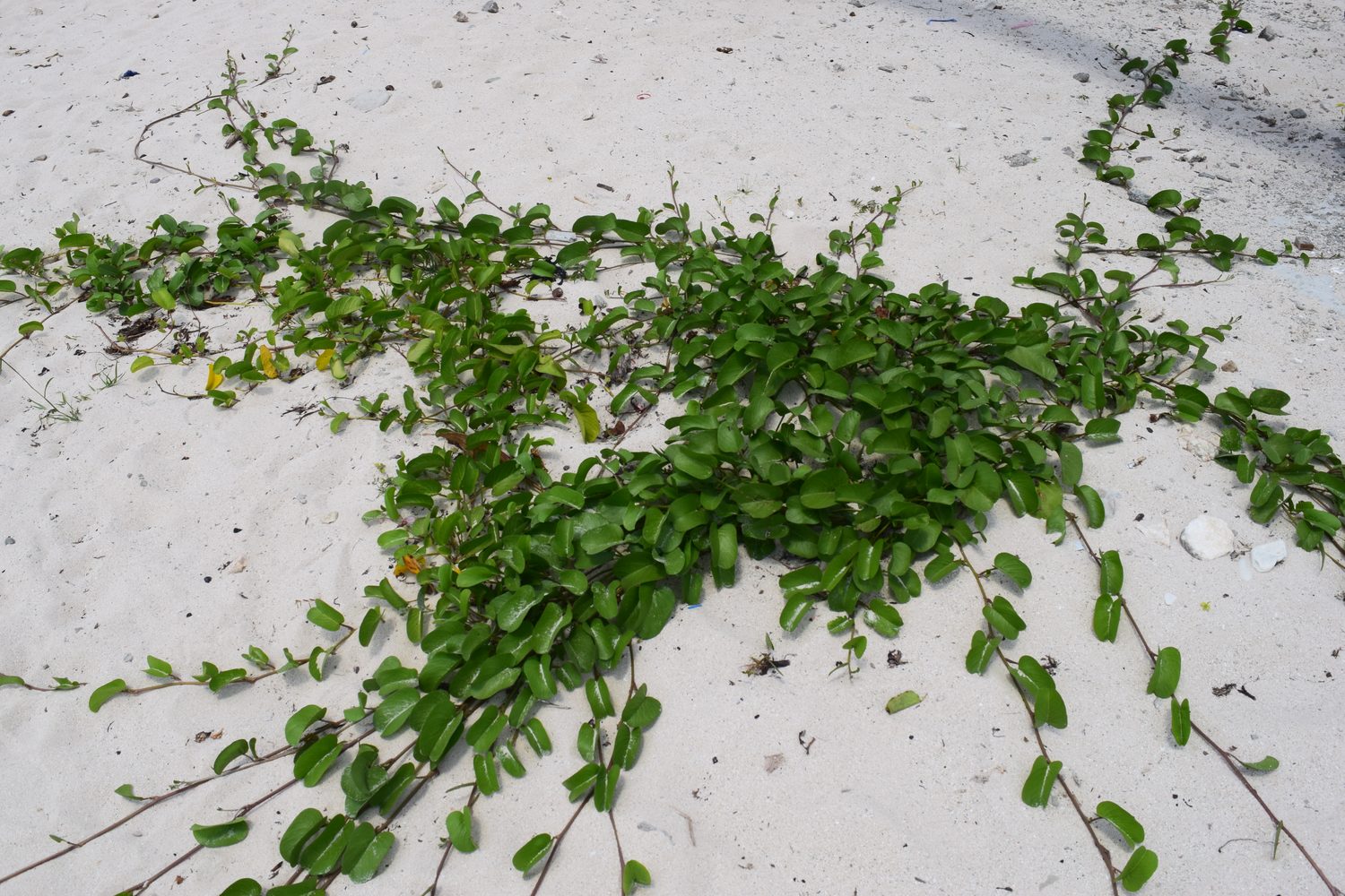 Creeping stem