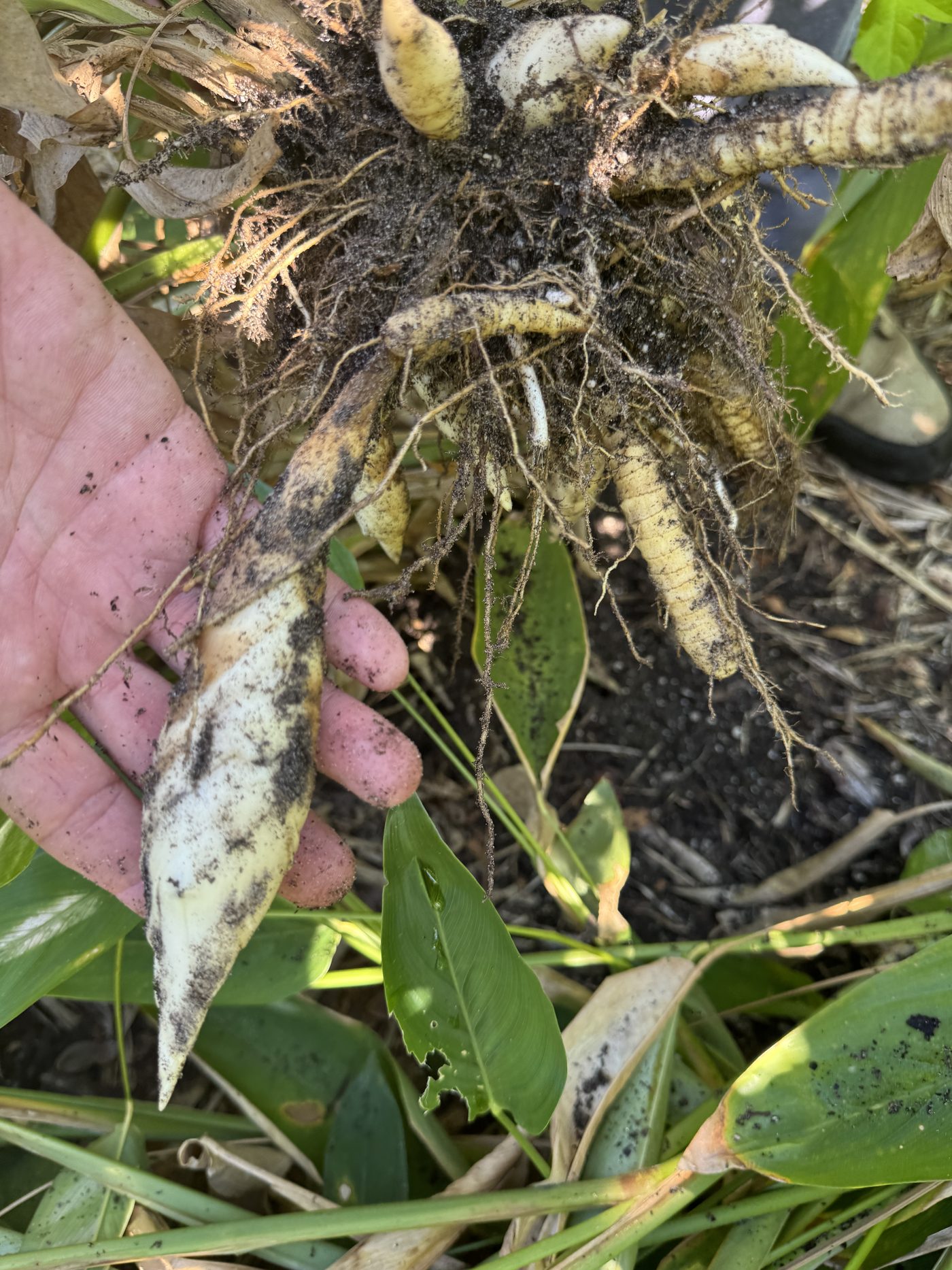 Rhizome