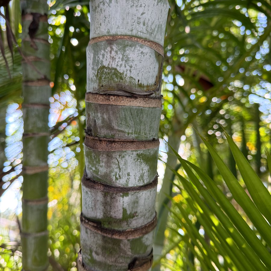 The stem parts