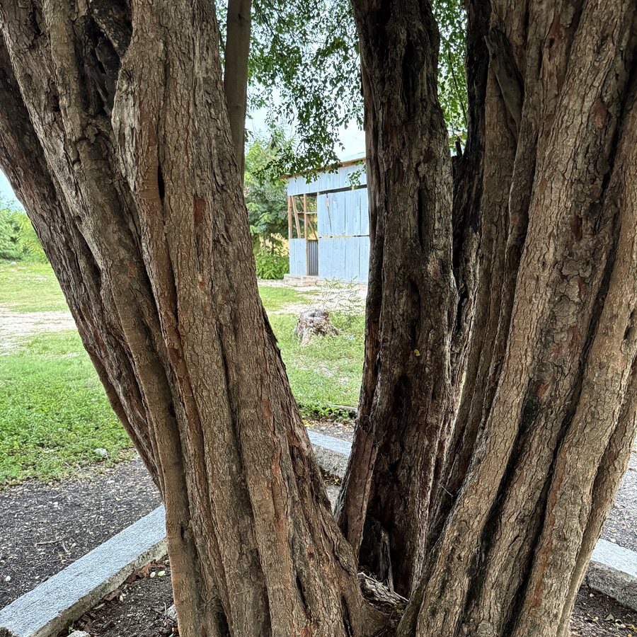 Branching