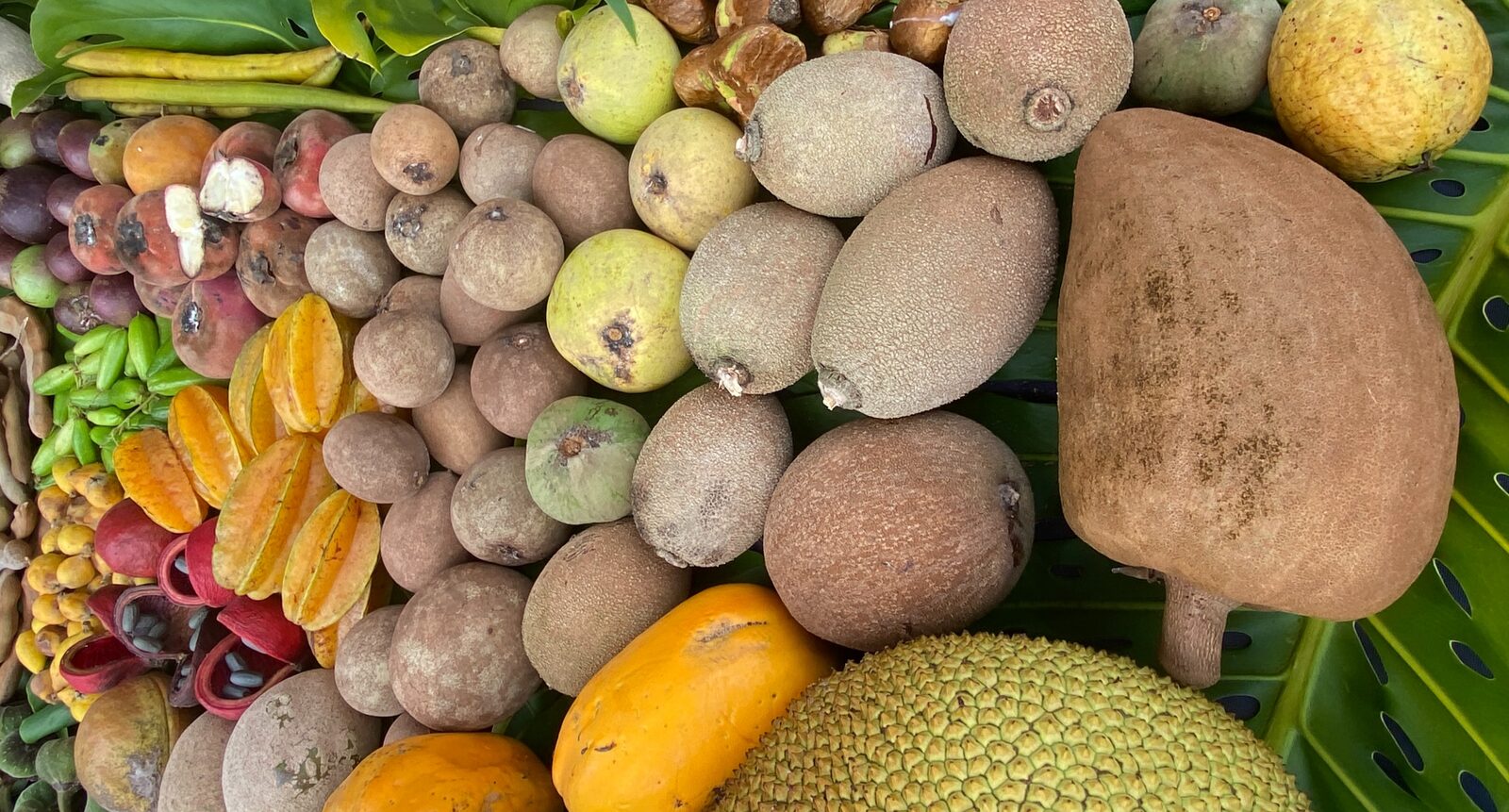 Stop memorizing Latin names. Start thinking like a botanist.