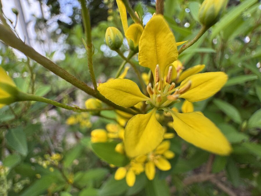 Polypetalous flower
