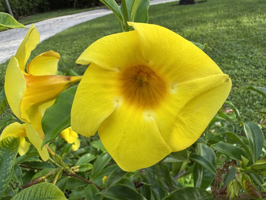 Gamopetalous flower