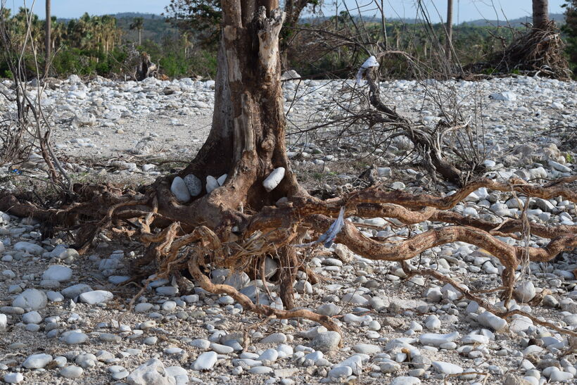 Root