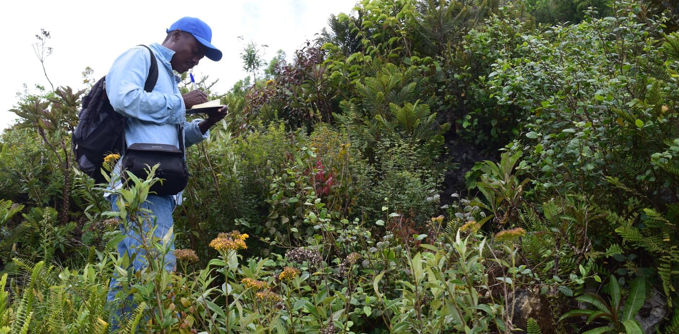 William Cinéa conducting botanical field research in Haiti