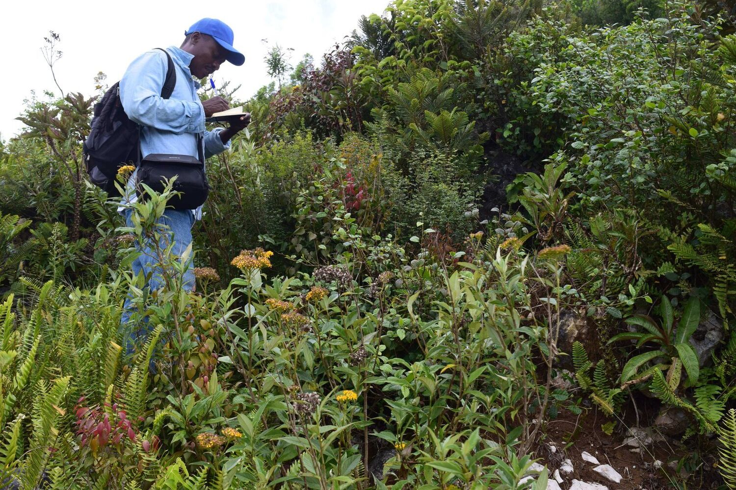 William Cinéa observe et note les plantes sur le terrain